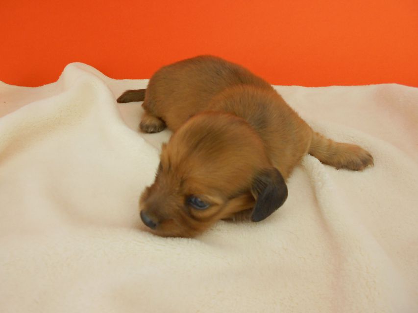 カニンヘンダックスフンド シャーロットcs & ジムダンディの子犬 レッド 女の子 お写真初登場DSCN2575 カニンヘンダックスフンド シャーロットcs & ジムダンディの子犬 レッド 女の子 お写真初登場