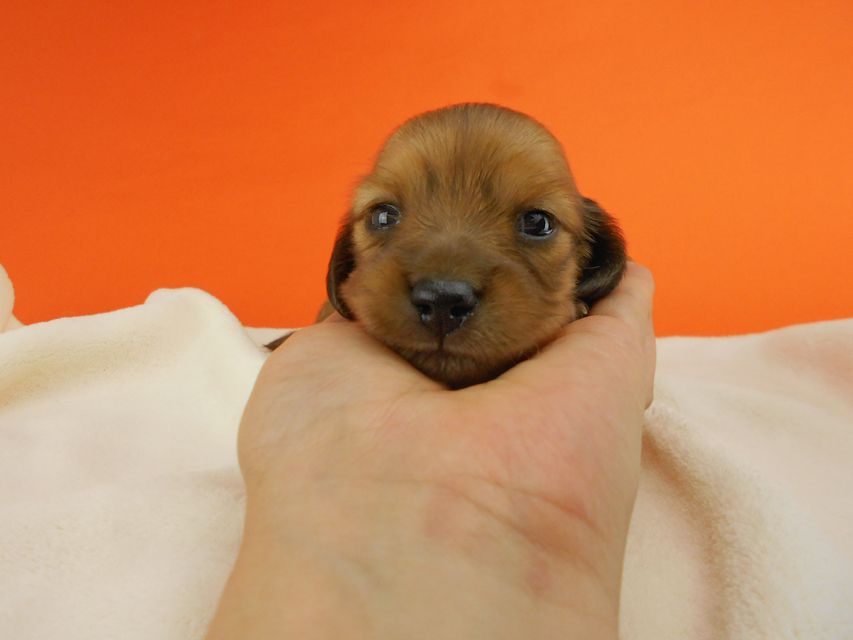 カニンヘンダックスフンド シャーロットcs & ジムダンディの子犬 レッド 女の子 お写真初登場DSCN2579 カニンヘンダックスフンド シャーロットcs & ジムダンディの子犬 レッド 女の子 お写真初登場