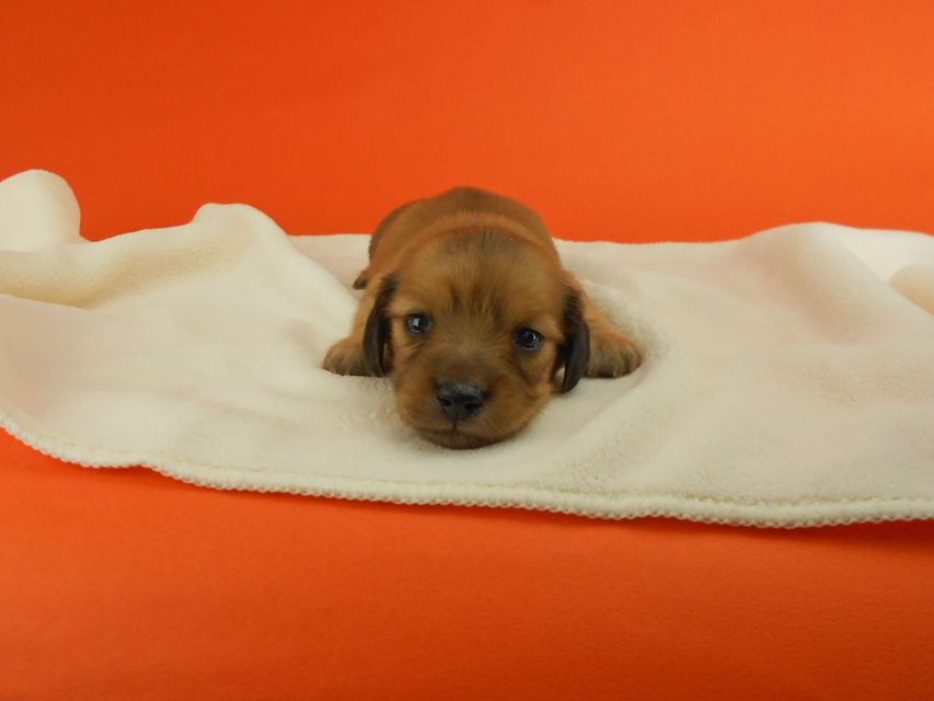 カニンヘンダックスフンド シャーロットcs & ジムダンディの子犬 レッド 女の子 お写真初登場DSCN2587 カニンヘンダックスフンド シャーロットcs & ジムダンディの子犬 レッド 女の子 お写真初登場