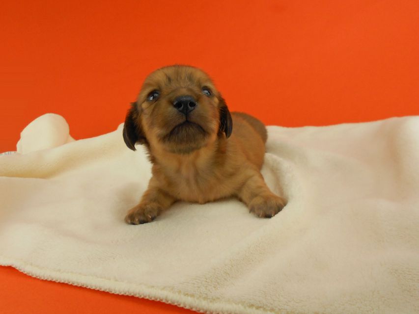 カニンヘンダックスフンド シャーロットcs & ジムダンディの子犬 レッド 女の子 お写真初登場DSCN2590 カニンヘンダックスフンド シャーロットcs & ジムダンディの子犬 レッド 女の子 お写真初登場