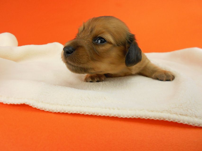 カニンヘンダックスフンド シャーロットcs & ジムダンディの子犬 レッド 女の子 お写真初登場DSCN2592 カニンヘンダックスフンド シャーロットcs & ジムダンディの子犬 レッド 女の子 お写真初登場