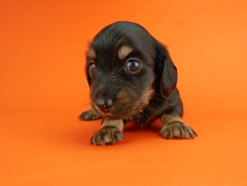 カニンヘンダックスフンド ペコ & ナイトの子犬 ブラックイエロー 男の子