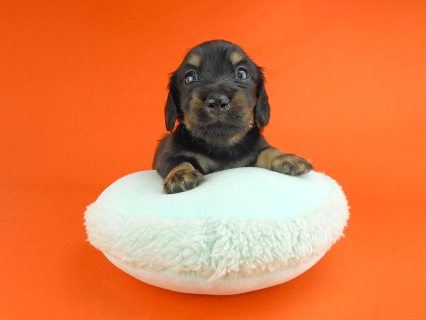 カニンヘンダックスフンド ペコ & ナイトの子犬 ブラックイエロー 男の子