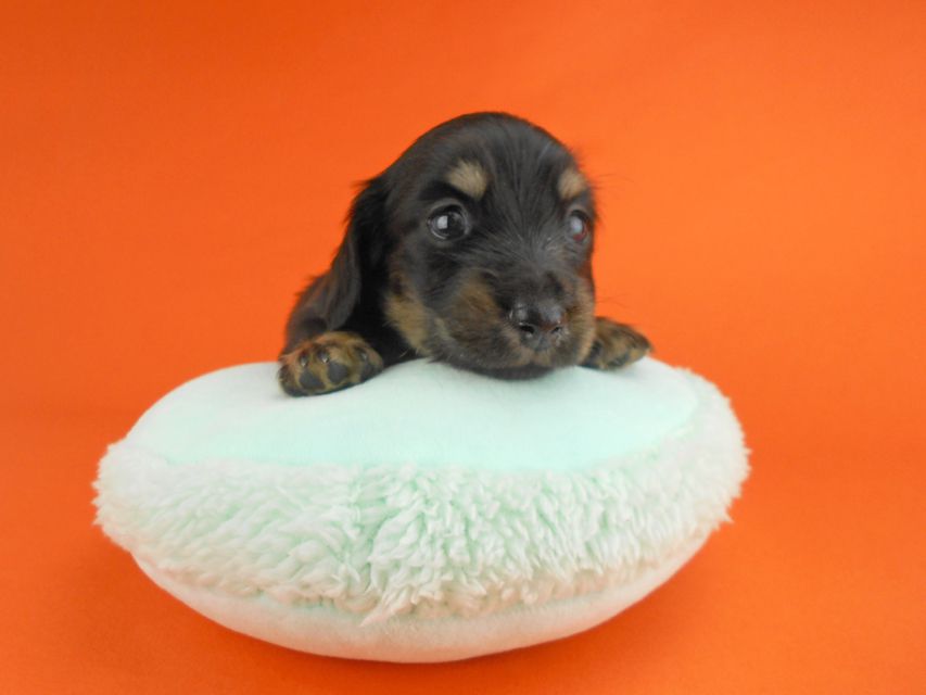 カニンヘンダックスフンド ペコ & ナイトの子犬 ブラックイエロー 男の子