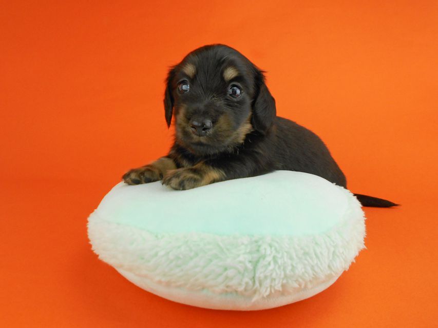 カニンヘンダックスフンド ペコ & ナイトの子犬 ブラックイエロー 男の子