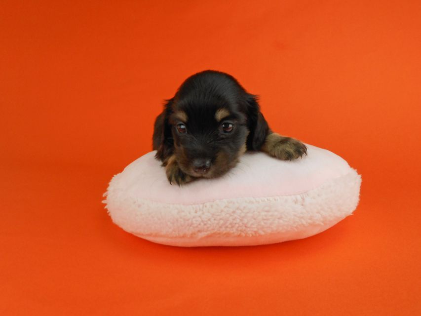 カニンヘンダックスフンド ペコ & ナイトの子犬 ブラックイエロー 女の子（1）