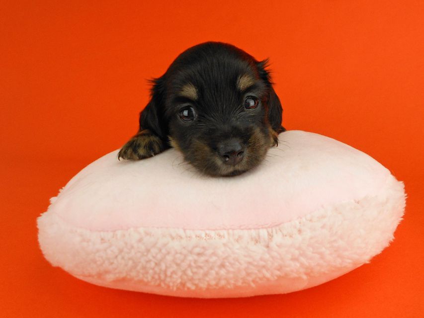 カニンヘンダックスフンド ペコ & ナイトの子犬 ブラックイエロー 女の子（1）