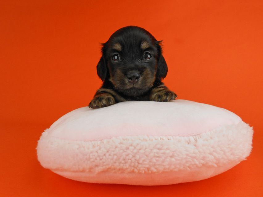 カニンヘンダックスフンド ペコ & ナイトの子犬 ブラックイエロー 女の子（1）