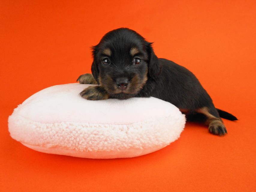カニンヘンダックスフンド ペコ & ナイトの子犬 ブラックイエロー 女の子（1）