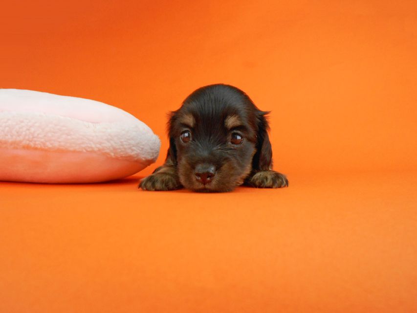 カニンヘンダックスフンド ペコ & ナイトの子犬 ブラックイエロー 女の子（1）