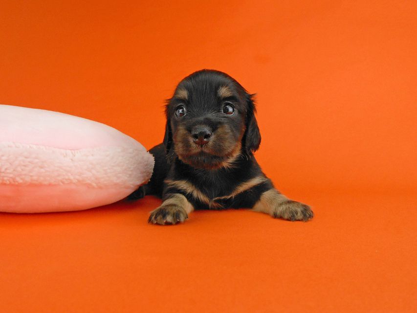 カニンヘンダックスフンド ペコ & ナイトの子犬 ブラックイエロー 女の子（1）