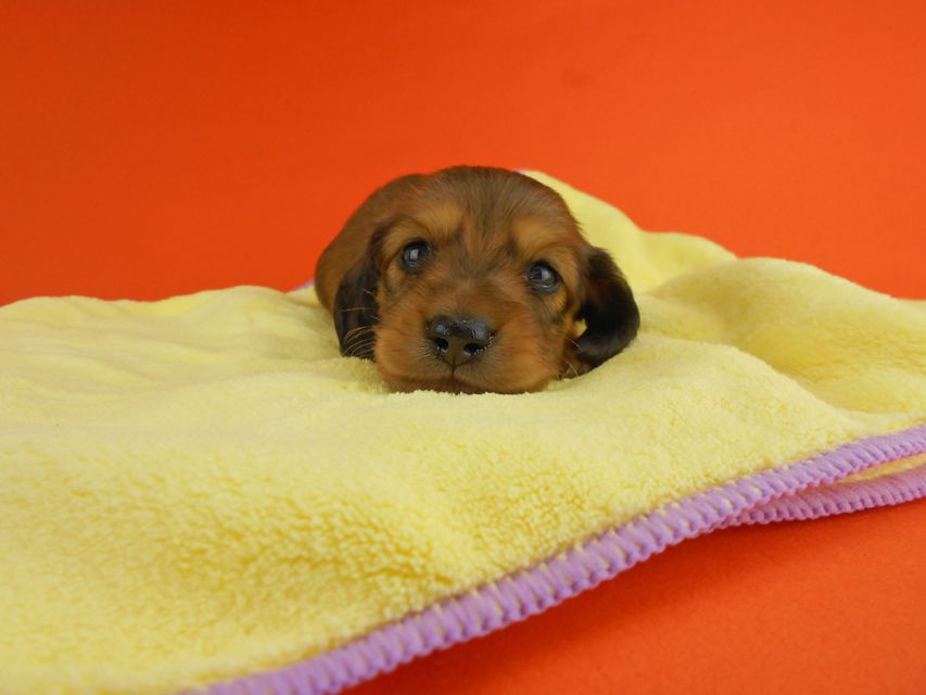 カニンヘンダックスフンド ひな2 & 竹千代の子犬 レッド 男の子 お写真初登場