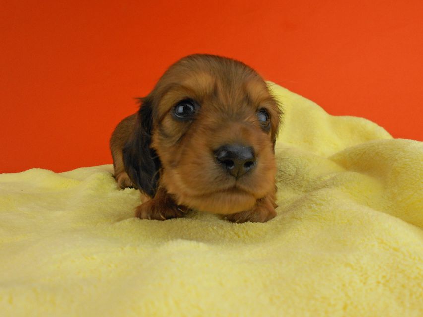 カニンヘンダックスフンド ひな2 & 竹千代の子犬 レッド 男の子 お写真初登場