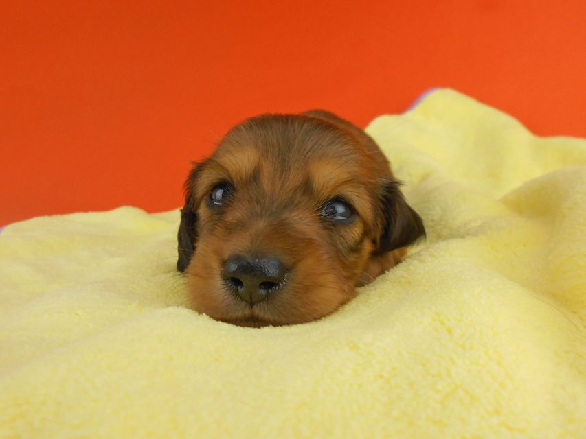 カニンヘンダックスフンド ひな2 & 竹千代の子犬 レッド 男の子 お写真初登場