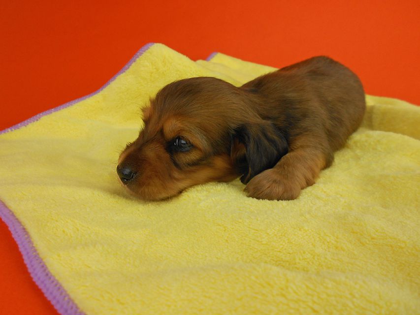 カニンヘンダックスフンド ひな2 & 竹千代の子犬 レッド 男の子 お写真初登場