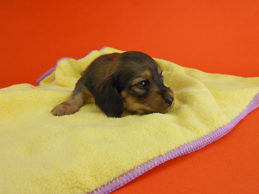 カニンヘンダックスフンド ひな2 & 竹千代の子犬 イエロー（クリーム） 女の子（1） お写真初登場