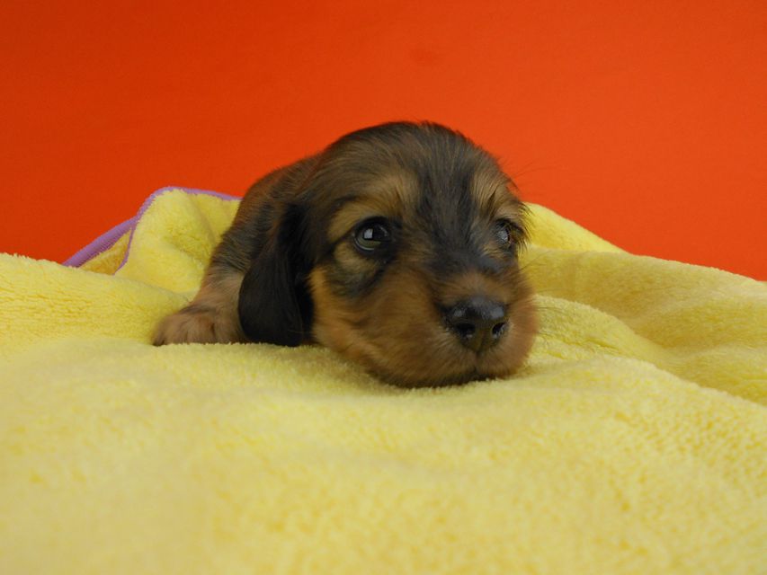 カニンヘンダックスフンド ひな2 & 竹千代の子犬 イエロー（クリーム） 女の子（1） お写真初登場