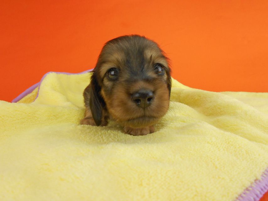 カニンヘンダックスフンド ひな2 & 竹千代の子犬 イエロー（クリーム） 女の子（1） お写真初登場