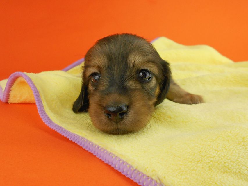 カニンヘンダックスフンド ひな2 & 竹千代の子犬 イエロー（クリーム） 女の子（1） お写真初登場