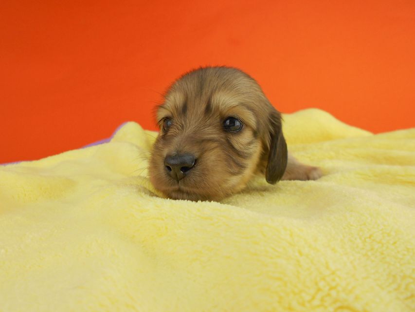 カニンヘンダックスフンド ひな2 & 竹千代の子犬 イエロー(クリーム) 女の子(2) お写真初登場DSCN2718 カニンヘンダックスフンド ひな2 & 竹千代の子犬 イエロー(クリーム) 女の子(2) お写真初登場