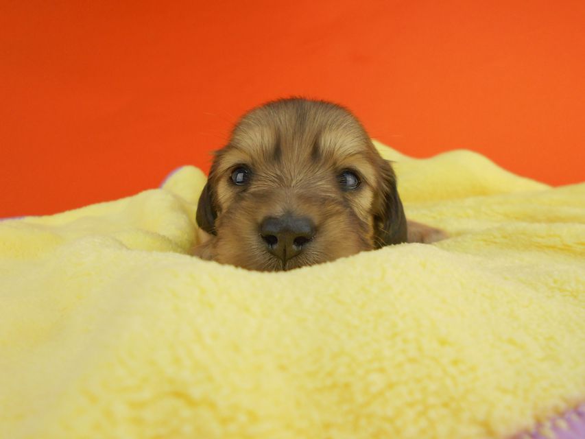 カニンヘンダックスフンド ひな2 & 竹千代の子犬 イエロー(クリーム) 女の子(2) お写真初登場DSCN2720 カニンヘンダックスフンド ひな2 & 竹千代の子犬 イエロー(クリーム) 女の子(2) お写真初登場