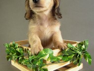 カニヘン　子犬　シェーデットクリーム男の子