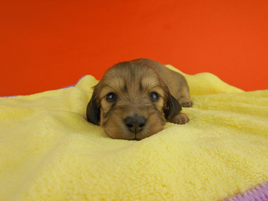 カニンヘンダックスフンド ひな2 & 竹千代の子犬 イエロー(クリーム) 女の子(2) お写真初登場DSCN2723 カニンヘンダックスフンド ひな2 & 竹千代の子犬 イエロー(クリーム) 女の子(2) お写真初登場