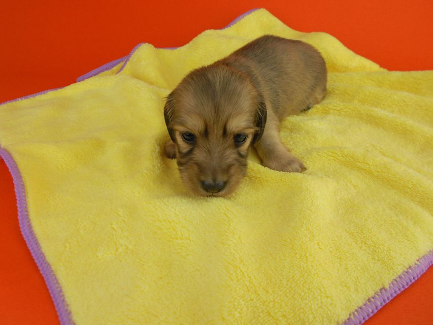 カニンヘンダックスフンド ひな2 & 竹千代の子犬 イエロー(クリーム) 女の子(2) お写真初登場DSCN2726 カニンヘンダックスフンド ひな2 & 竹千代の子犬 イエロー(クリーム) 女の子(2) お写真初登場