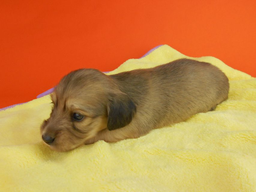 カニンヘンダックスフンド ひな2 & 竹千代の子犬 イエロー(クリーム) 女の子(2) お写真初登場DSCN2728 カニンヘンダックスフンド ひな2 & 竹千代の子犬 イエロー(クリーム) 女の子(2) お写真初登場