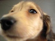 カニヘン　子犬　シェーデットクリーム男の子