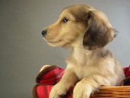 カニヘン 子犬 シェーデットクリーム男の子 カニヘン 子犬 シェーデットクリーム男の子