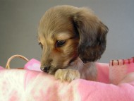 カニヘン 子犬 シェーデットクリーム男の子 カニヘン 子犬 シェーデットクリーム男の子