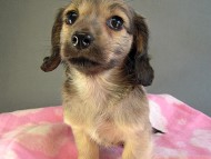 カニヘン 子犬 シェーデットクリーム男の子 カニヘン 子犬 シェーデットクリーム男の子