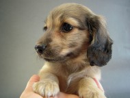 カニヘン 子犬 シェーデットクリーム男の子 カニヘン 子犬 シェーデットクリーム男の子