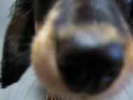 カニヘン　子犬　神奈川県・Ｙ様