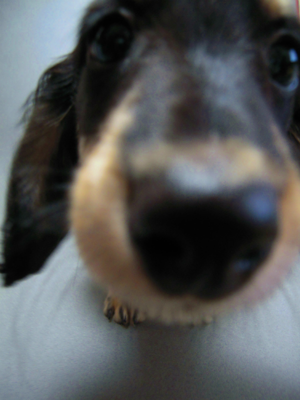 カニヘン 子犬 神奈川県・Y様 カニヘン 子犬 神奈川県・Y様