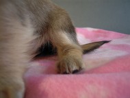 カニヘン 子犬 シェーデットクリーム男の子 カニヘン 子犬 シェーデットクリーム男の子