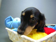 カニヘン 子犬 神奈川県・Y様 カニヘン 子犬 神奈川県・Y様