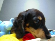 カニヘン 子犬 神奈川県・Y様 カニヘン 子犬 神奈川県・Y様