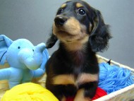 カニヘン　子犬　神奈川県・Ｙ様