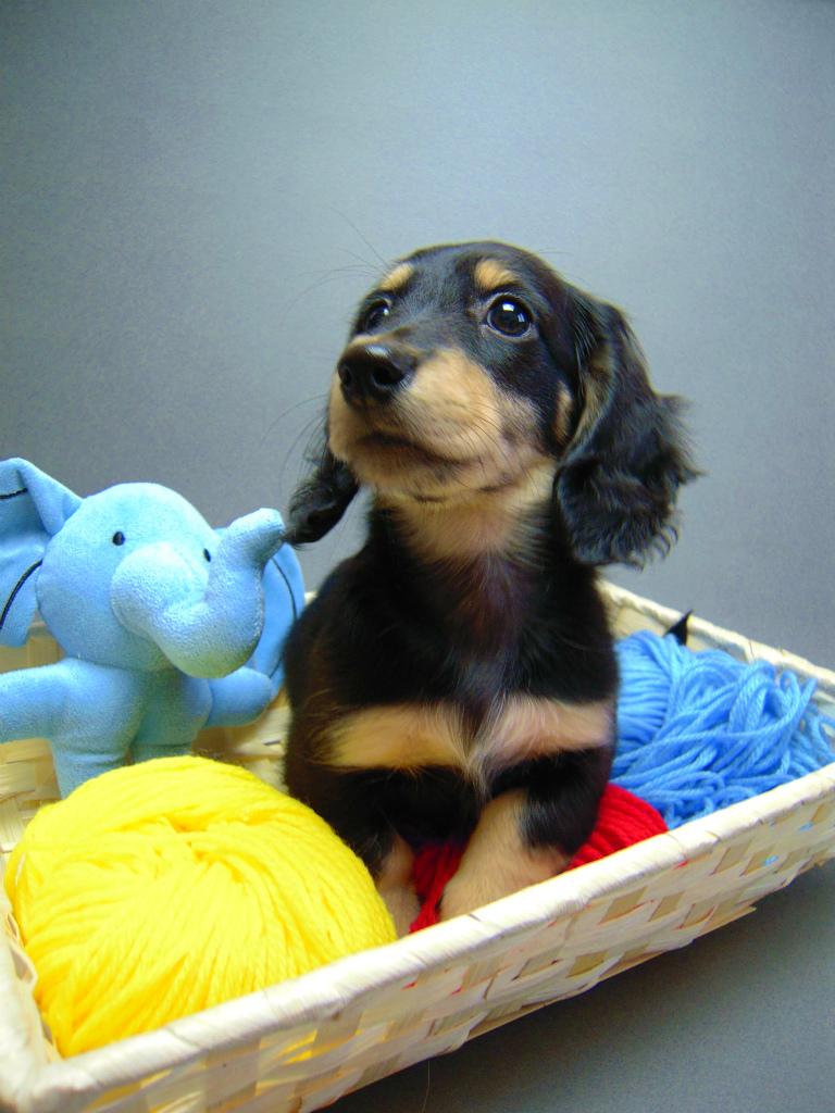 カニヘン 子犬 神奈川県・Y様 カニヘン 子犬 神奈川県・Y様