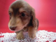 カニンヘン 子犬 チョコ&クリーム 男の子 エルナの赤ちゃん 10/11生まれ カニンヘン 子犬 チョコ&クリーム 男の子 エルナの赤ちゃん 10/11生まれ