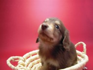 カニンヘン 子犬 チョコ&クリーム 男の子 エルナの赤ちゃん 10/11生まれ カニンヘン 子犬 チョコ&クリーム 男の子 エルナの赤ちゃん 10/11生まれ