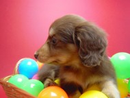 カニンヘン 子犬 チョコ&クリーム 男の子 エルナの赤ちゃん 10/11生まれ カニンヘン 子犬 チョコ&クリーム 男の子 エルナの赤ちゃん 10/11生まれ