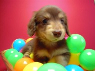 カニヘン 子犬 チョコクリーム 東京都・U様 カニヘン 子犬 チョコクリーム 東京都・U様