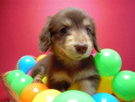 カニンヘン 子犬 チョコ&クリーム 男の子 エルナの赤ちゃん 10/11生まれ カニンヘン 子犬 チョコ&クリーム 男の子 エルナの赤ちゃん 10/11生まれ