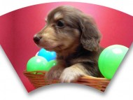 カニンヘン 子犬 チョコ&クリーム 男の子 エルナの赤ちゃん 10/11生まれ カニンヘン 子犬 チョコ&クリーム 男の子 エルナの赤ちゃん 10/11生まれ