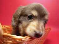 カニンヘン 子犬 チョコ&クリーム 男の子 エルナの赤ちゃん 10/11生まれ カニンヘン 子犬 チョコ&クリーム 男の子 エルナの赤ちゃん 10/11生まれ