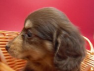 カニンヘン 子犬 チョコ&クリーム 男の子 エルナの赤ちゃん 10/11生まれ カニンヘン 子犬 チョコ&クリーム 男の子 エルナの赤ちゃん 10/11生まれ