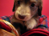 カニヘン　子犬　チョコクリーム　東京都・Ｕ様